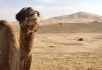 Palmeraies, dromadaires et dunes de Merzouga — photo 2 du programme
